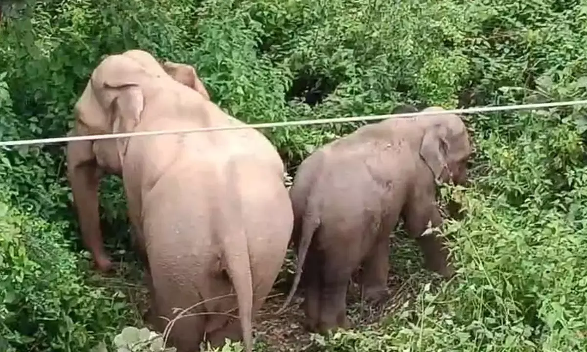 दल से बिछड़कर गांव में घुसे हाथी ने ले ली जान, पोती घायल