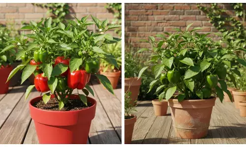 capsicum Plantation tips at home
