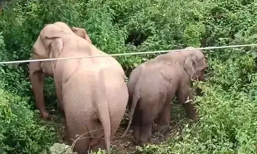 दल से बिछड़कर गांव में घुसे हाथी ने ले ली जान, पोती घायल