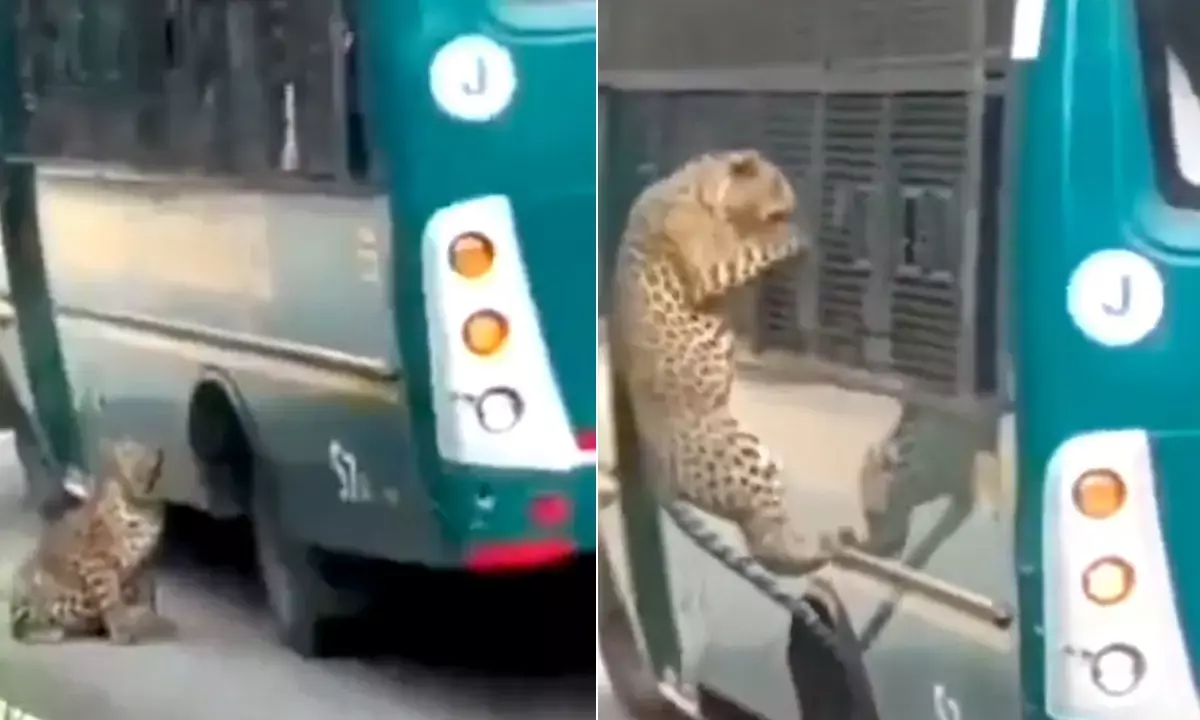 Leopard Attack in Bengaluru Jangal Safari
