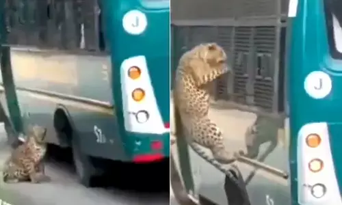 Leopard Attack in Bengaluru Jangal Safari