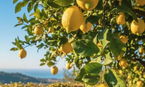 Lemon plantation tips in winter