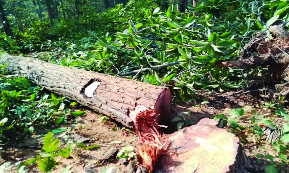 लकड़ी तस्करों की दबंगई : पकड़ने गए वन कर्मियों को दौड़ा-दौड़ाकर पीटा