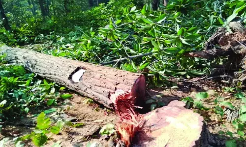 लकड़ी तस्करों की दबंगई : पकड़ने गए वन कर्मियों को दौड़ा-दौड़ाकर पीटा