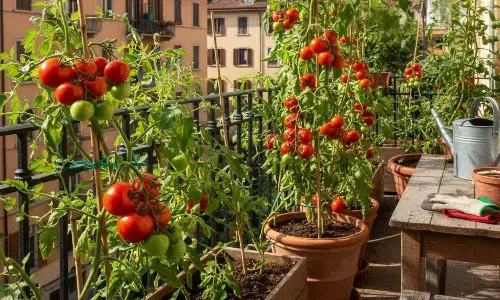 tomato plantation in a pot at home