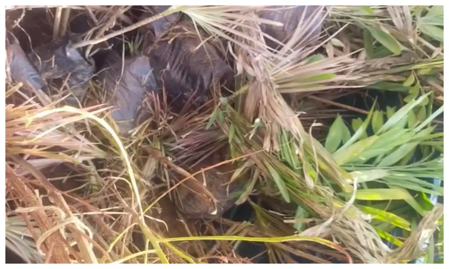 ग्वालियर कोर्ट में खुद गवाह बनकर पहुंचे पौधे, अदालत ने जांच अधिकारी को लगाई फटकार; जानिए पूरा मामला