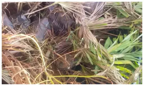 ग्वालियर कोर्ट में खुद गवाह बनकर पहुंचे पौधे, अदालत ने जांच अधिकारी को लगाई फटकार; जानिए पूरा मामला