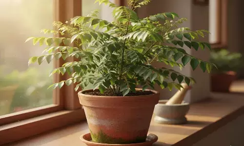 curry leaves plantation tips