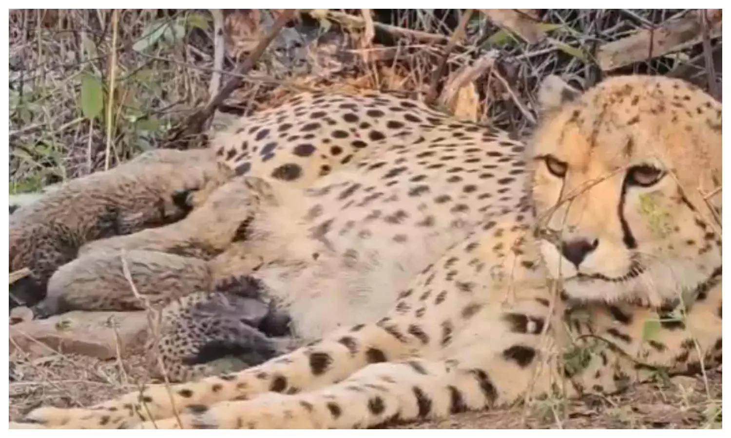 भारत में जन्मी चीता ‘मुखी’ ने 5 शावकों को दिया जन्म, CM ने बताया बड़ी उपलब्धि; देखें वीडियो