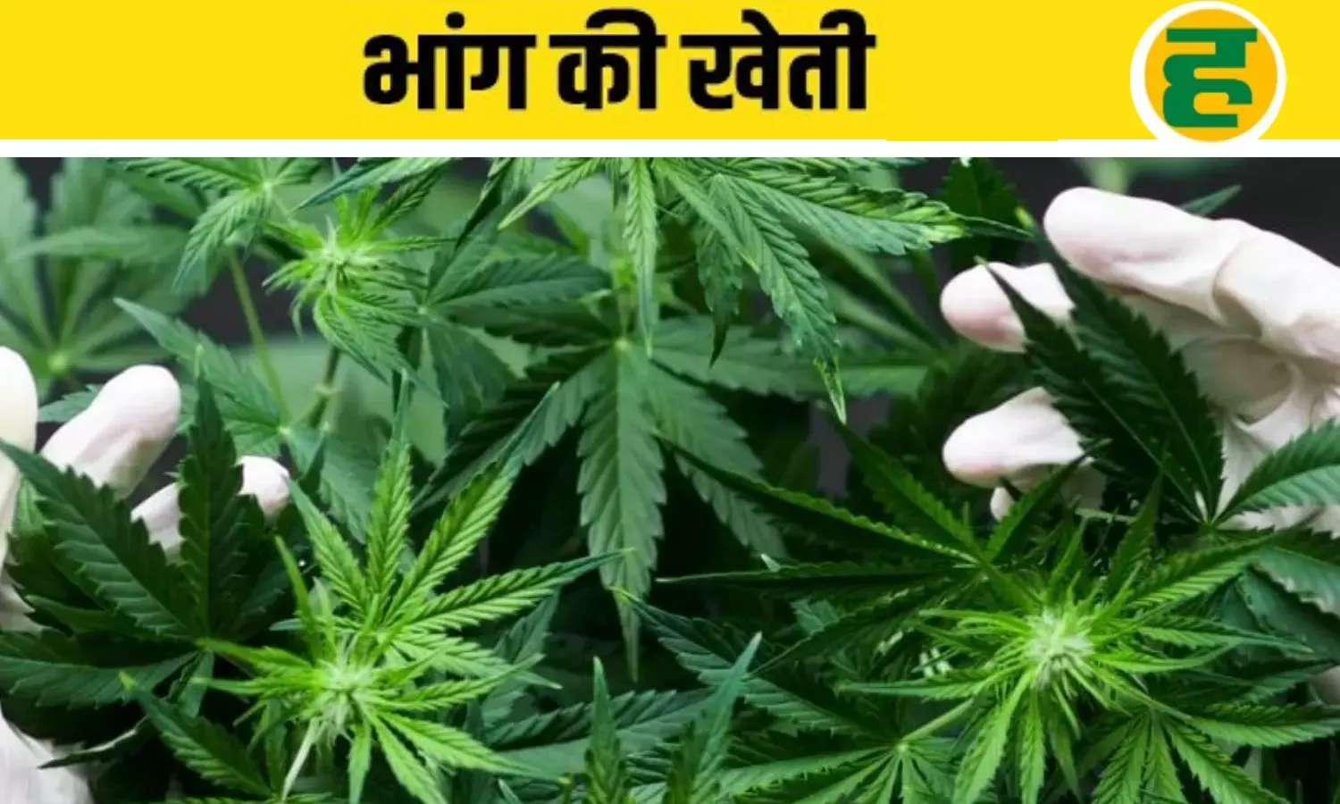 भारत में भांग की कानूनी खेती का रास्ता साफ, दर्द और कैंसर की दवा बनाने में सहायक