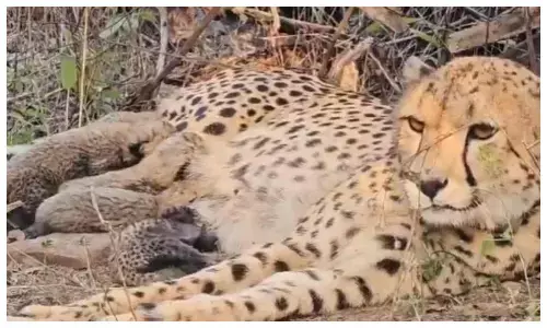 भारत में जन्मी चीता ‘मुखी’ ने 5 शावकों को दिया जन्म, CM ने बताया बड़ी उपलब्धि; देखें वीडियो