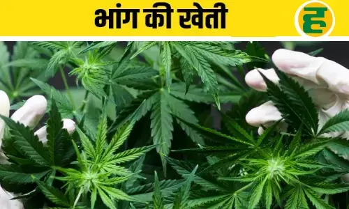 भारत में भांग की कानूनी खेती का रास्ता साफ, दर्द और कैंसर की दवा बनाने में सहायक