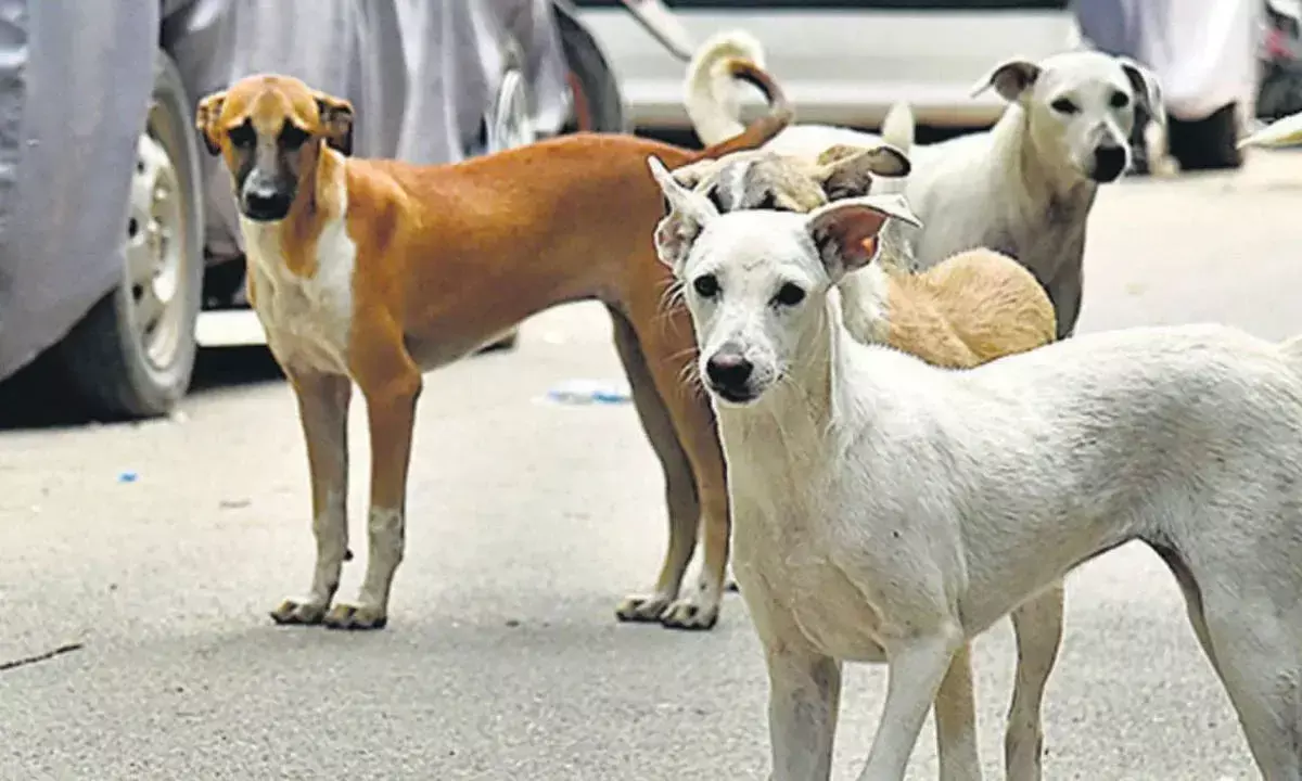 आवारा कुत्तों की निगरानी करेंगे शिक्षक