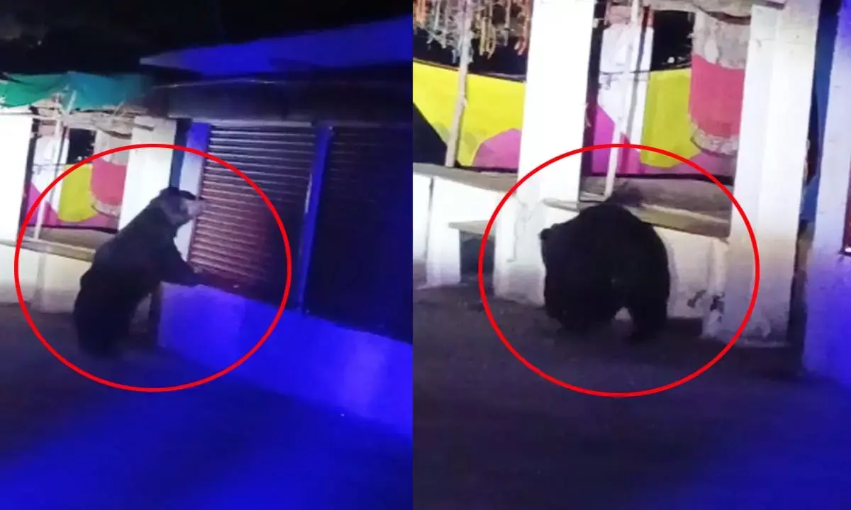 सियादेवी मंदिर के पास भालू का उत्पात