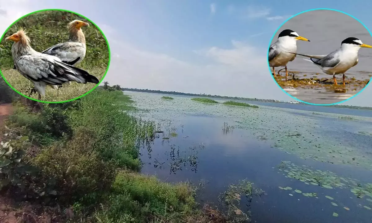 कोपरा जलाशय