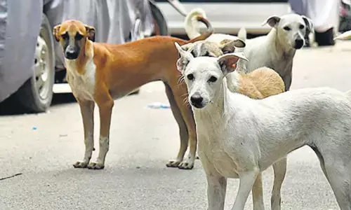 आवारा कुत्तों की निगरानी करेंगे शिक्षक