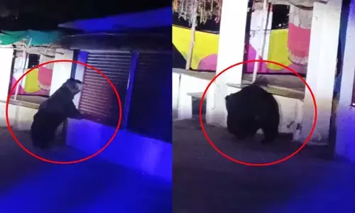 सियादेवी मंदिर के पास भालू का उत्पात