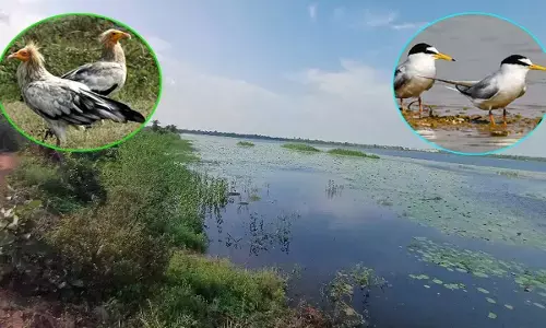 कोपरा जलाशय