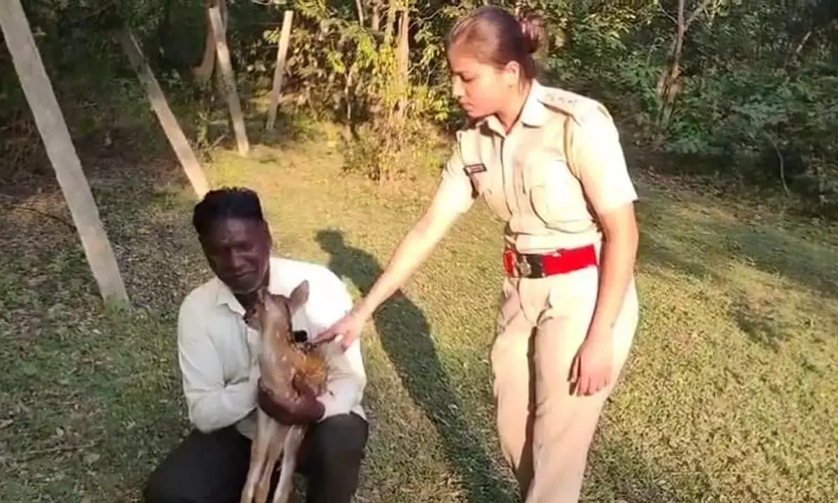 धान के खेत में मिल रहे चीतल शावक