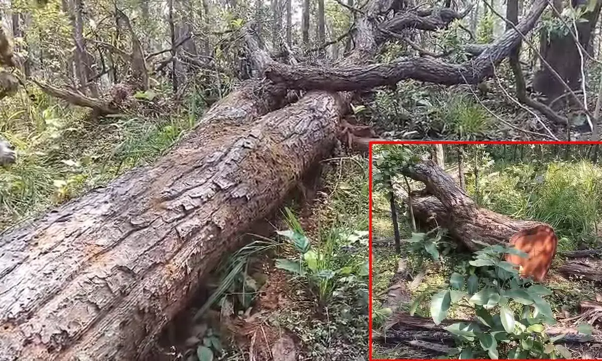 बड़ी-बड़ी मशीनों से काट रहे साल और सागौन के विशाल पेड़, हाथ पर हाथ धरे बैठा है वन विभाग बड़ी-बड़ी मशीनों से काट रहे साल और सागौन के विशाल पेड़, हाथ पर हाथ धरे बैठा है वन विभाग