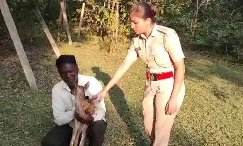 धान के खेत में मिल रहे चीतल शावक