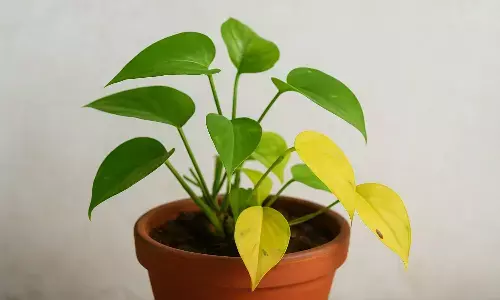 Money Plant Care Tips in hindi