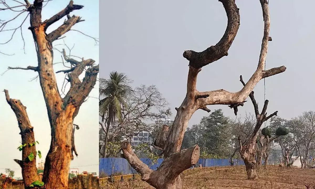 शिफ्ट किए गए पेड़ सूखे : सौ साल पुराने पेड़ों पर रेलवे ने लाखों खर्च, लेकिन पानी नहीं दे पाए