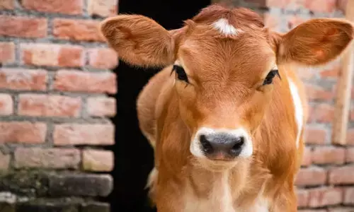 बछड़े की एक टांग काटकर ले गया अज्ञात व्यक्ति