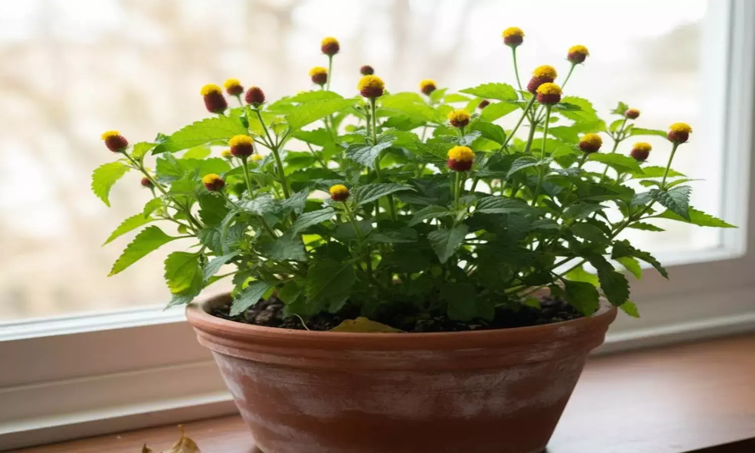 Akarkara health benefits