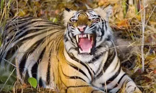 बुजुर्ग बना बाघ का शिकार : गाय चराने  गया था जंगल, आधा ही शरीर मिला