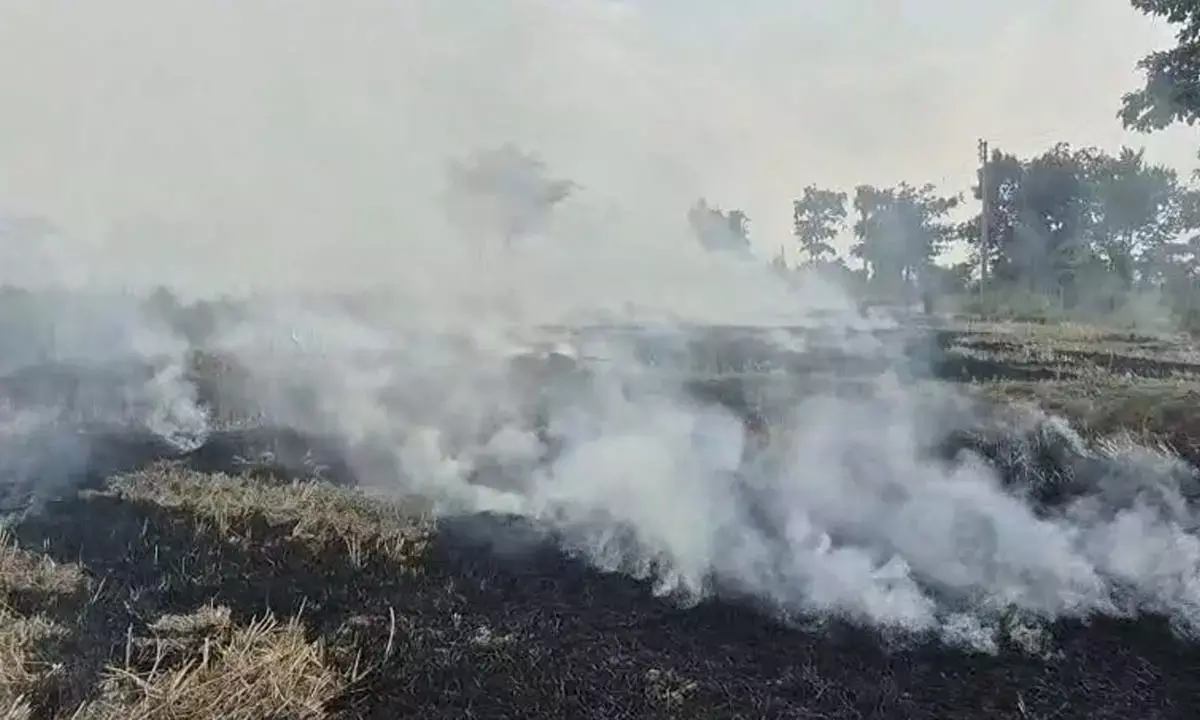 बलौदाबाजार जिले में पराली जला रहे किसान : कलेक्टर बोले- जलाए नहीं, खाद बनाने के लिए किसानों को करेंगे जागरूक