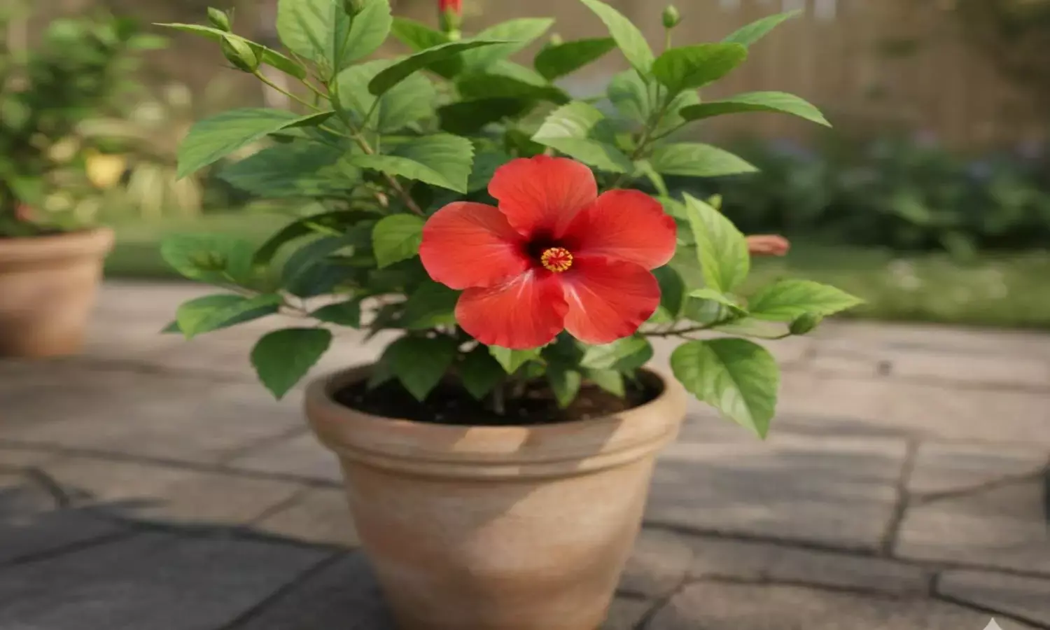 how to plant hibiscus in home garden