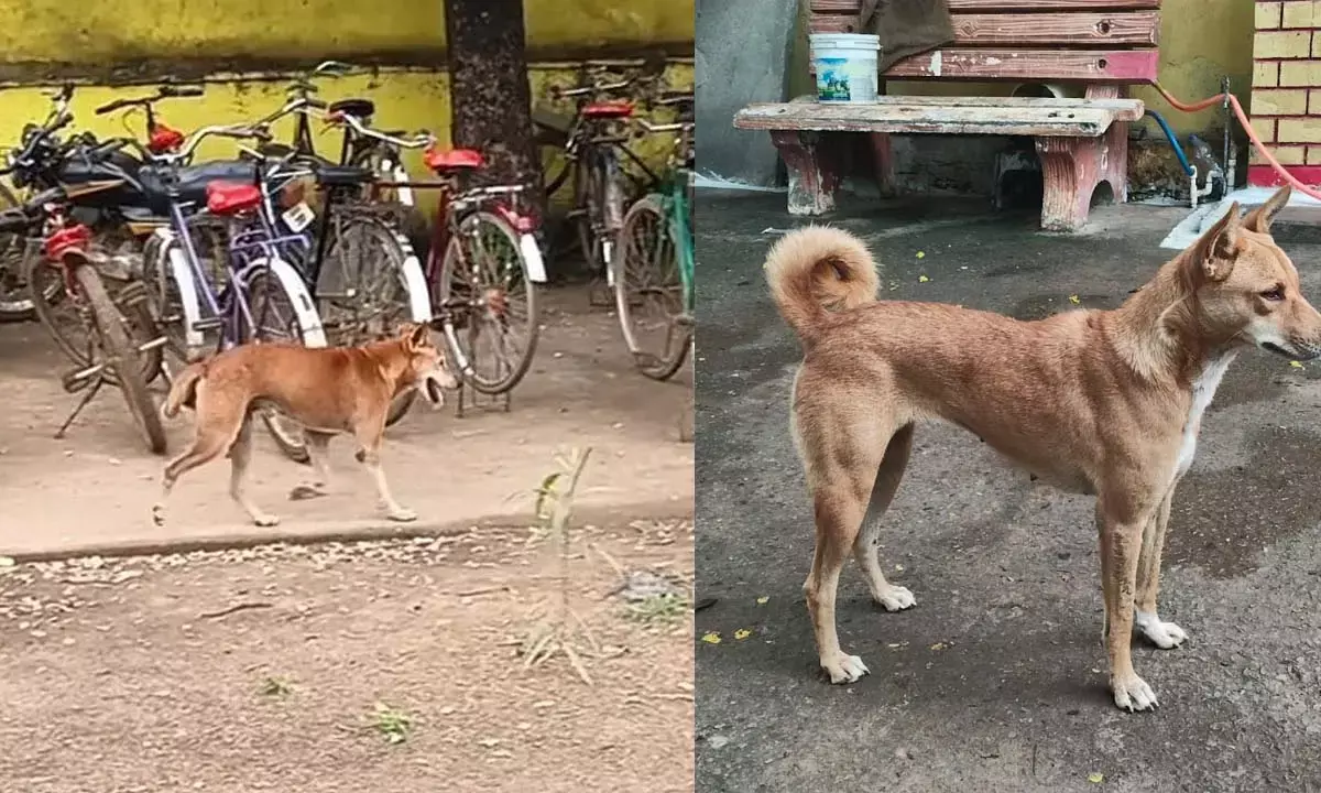 आवारा कुत्ता