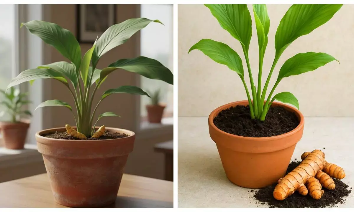how to plant ginger in a pot