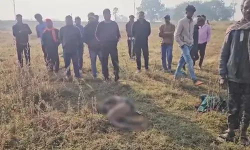 11 हाथियों के दल ने शहर में मचाया आतंक