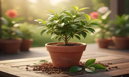 clove plantation tips in hindi