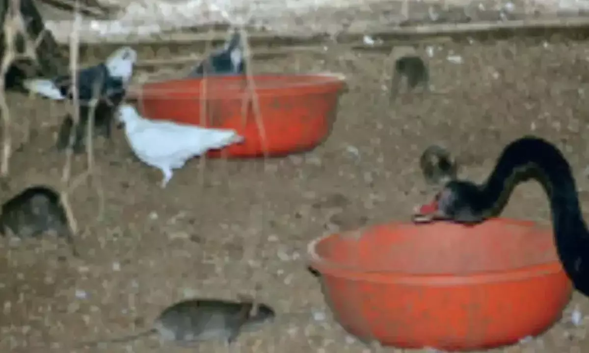 चूहों के हमले से पक्षियों की मौत : घबराए सफारी प्रबंधन ने आनन-फानन में 38 पक्षियों को शिफ्ट किया