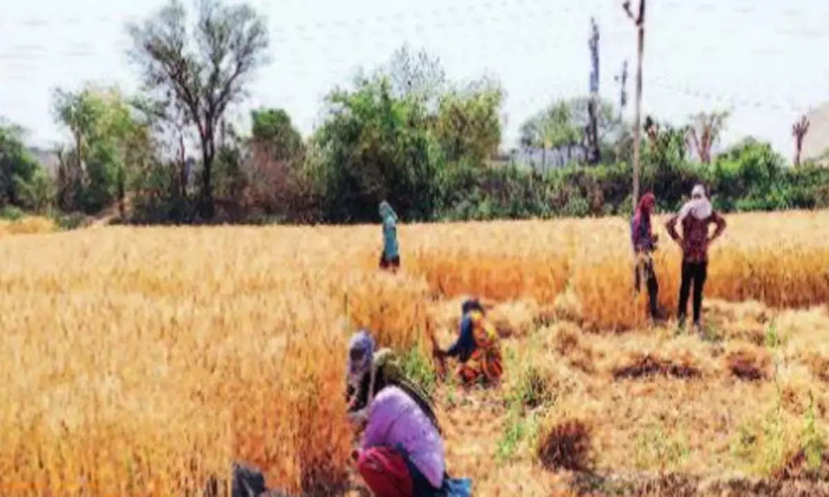 सतर्क ऐप की सतर्कता से पकड़ा गया कोचिया : धान की फसल अभी खेत में ही खड़ी है और उसके नाम पर सोसाइटी में बिक गया धान