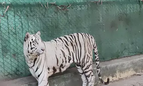 मैत्रीबाग की शान  टाइगर जया नहीं रही :  शेरनी की अचानक मौत से उठ रहे सवाल