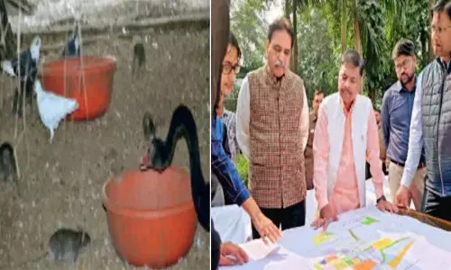 पक्षियों पर चूहों का हमला : मौत की खबर से वन महकमे में हड़कंप, मंत्री-विधायक पहुंचे नंदनवन