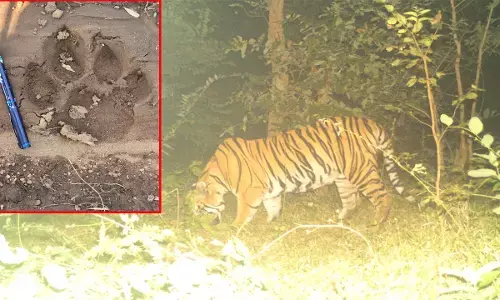 मोहला के जंगल में बाघ की दस्तक