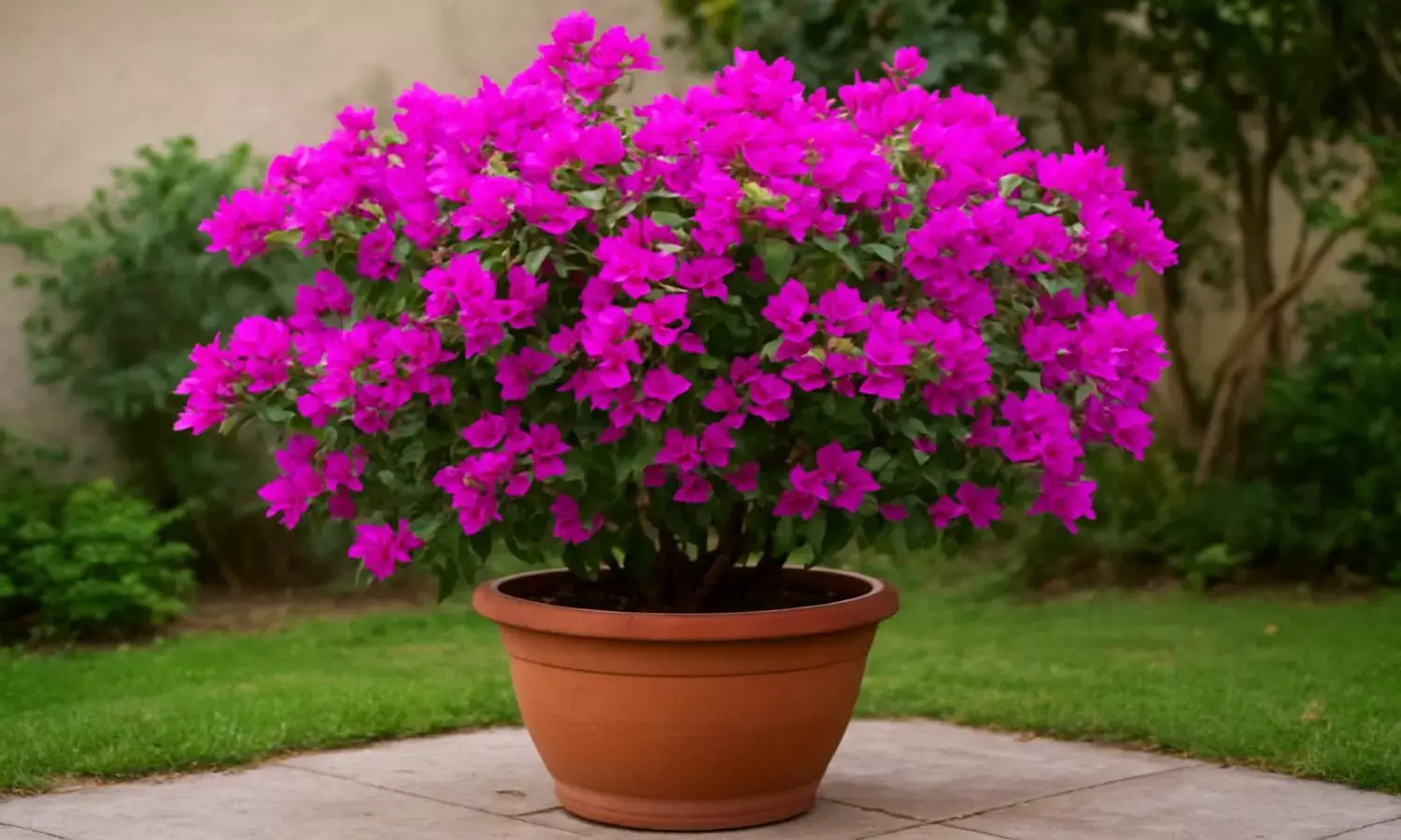 Bougainvillea plantation tips