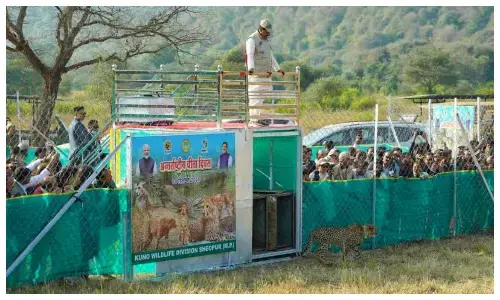 CM मोहन यादव ने मादा चीता ‘बीरा’ और दो शावक खुले जंगल में किए रिलीज, संख्या पहुंची 19