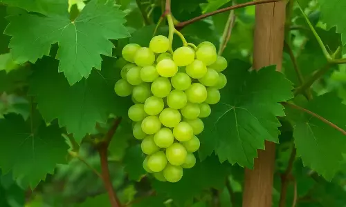 How to grow grapevine at home