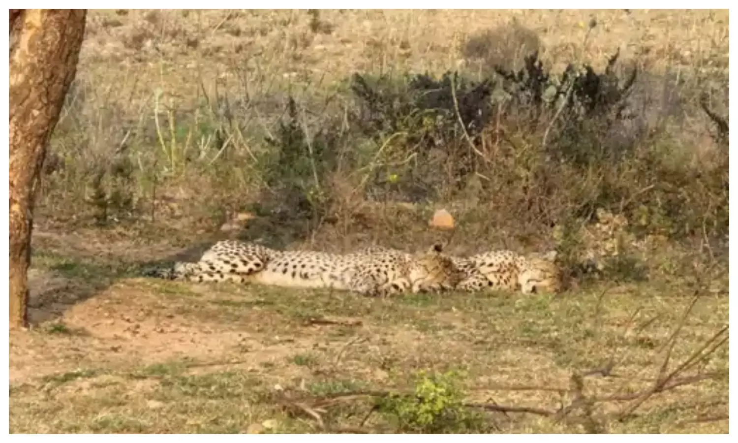 तेज रफ्तार वाहन ने कुचला, एक की मौत, दूसरे की तलाश जारी तेज रफ्तार वाहन ने कुचला, एक की मौत, दूसरे की तलाश जारी