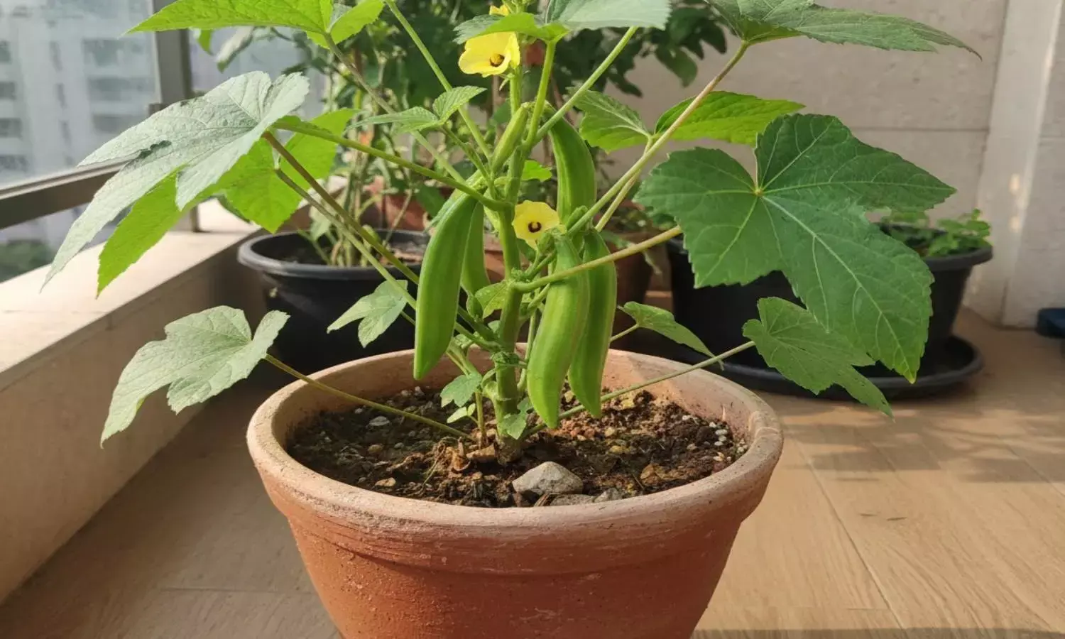 how to plant bhindi in a pot