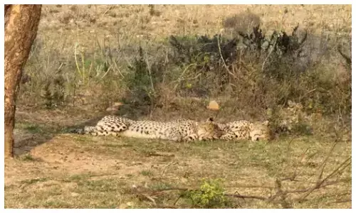 तेज रफ्तार वाहन ने कुचला, एक की मौत, दूसरे की तलाश जारी