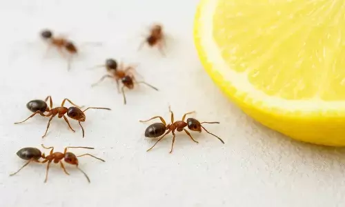 how to get rid of ants how to get rid of ants