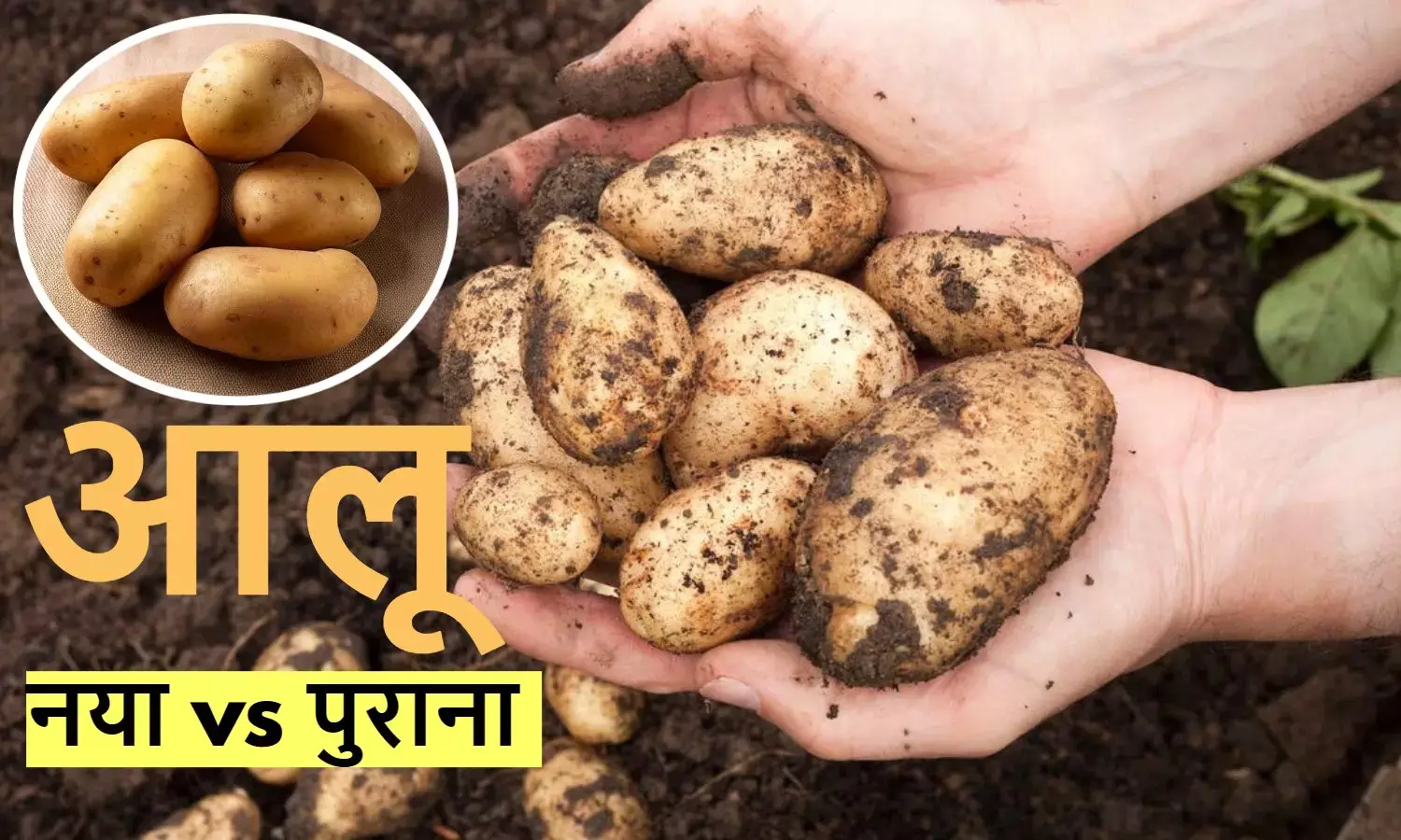New potatoes vs old potatoes: पुराना आलू खाना सही है या नहीं? एक्सपर्ट से जानिए सच।