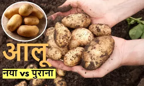 New potatoes vs old potatoes: पुराना आलू खाना सही है या नहीं? एक्सपर्ट से जानिए सच।
